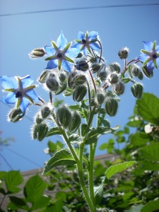 Blue Borage Flowers